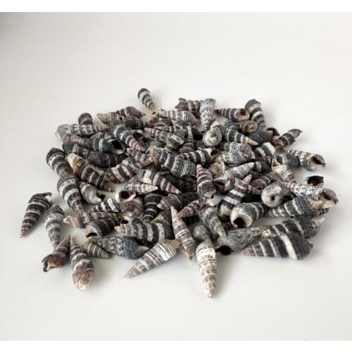 HappyKiss 100pcs Strombus Conch Shell Sea Shells Seashells Crafts Fish Tank Aquarium Ornament Nautical Decor black conch