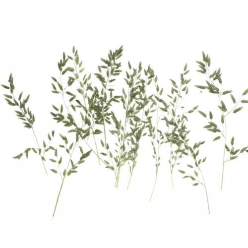 120pcs Pressed Dried Grass Leaves Filler For Epoxy Resin Jewelry Making Postcard Frame Phone Case Craft DIY
