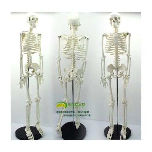 Free shipping Medical standard 85cm human body skeleton model manikin
