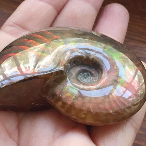 Specimen Fossil Stone Natural Gift Specimen Gemstone Colorful Decor Specimen Gemstone Colorful Gift Conch Ammolite Unisex Gift
