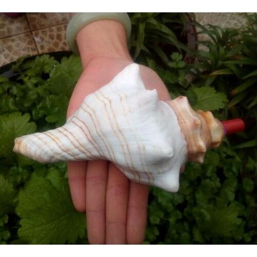Large natural landscape of conch shells can whistle sounded. Conch shells whistle toys