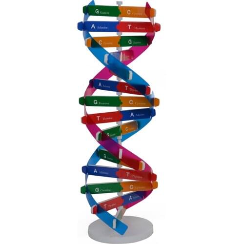 Kids DNA Model Kit Genes DNA Model Double Helix Science Popularization Teaching Aids