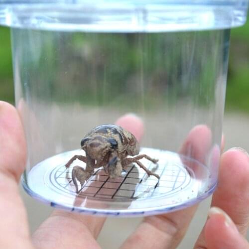Insect Observation Magnifier Box Cup Experiment Education Kids Toy Children Education Toys For Birthday Gift