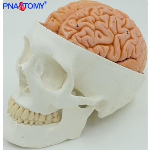 Classic Human Adult Skull Model with Brain Anatomy Head Anatomical Life Size 1:1 Skeleton Teaching Educational Equipment