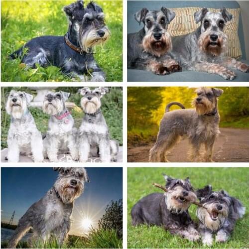 Schnauzer Diamond Painting Cross Stitch Crystal Rhinestone Diamond Embroidery Mosaic Square Mosaic Figure 5d Cross Stitch Painti