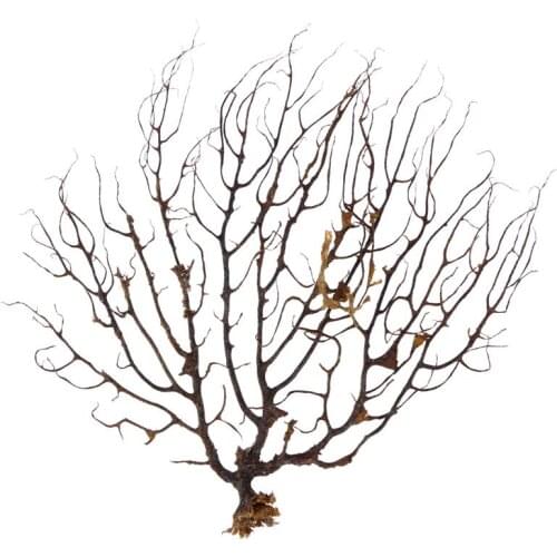 Black Sea Fan Fish Tank Aquarium Decoration Sea Coral Ornament Fish Tank Landscaping Natural Sea Tree Aquarium Decoration