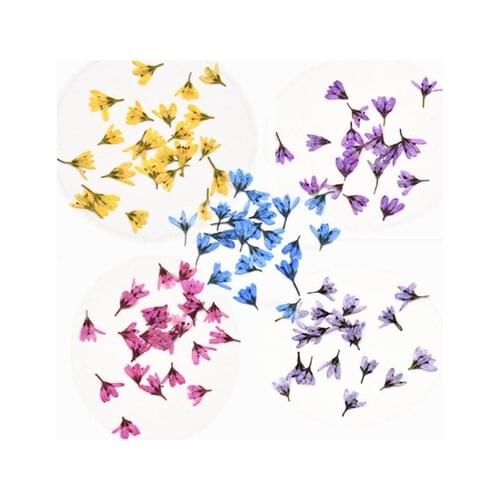 120 pcs tiger tail grass nail art dried flowers real flowers wholesale DIY handmade glue phone case face decals