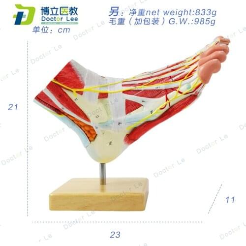 Plastic Human Anantomical Foot Model Assembled 9 Parts with Numbers for Teaching Demonstration