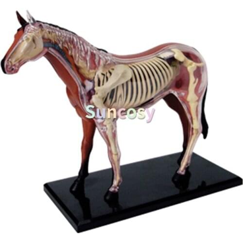 4D MASTER Horse Anatomy Model -Detachable 26 Parts Animal Horse Organ Anatomy Medical Teaching Model