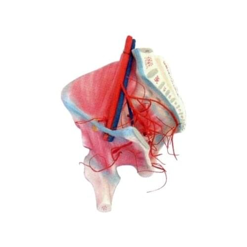 Hip muscle and internal iliac artery distribution model Human anatomy simulation medical education equipment 16*14.5*23cm