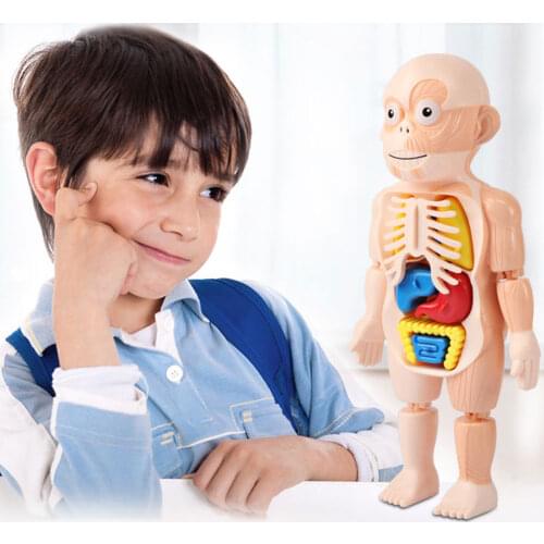 1PC Montessori 3d puzzle Human Body Anatomy Toy Educational Learning DIY Assembled Toy Kit Body Organ Teaching Tool for children