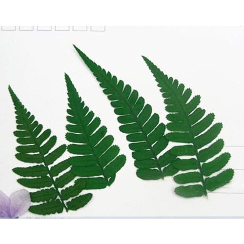 Dye Green Color Woodsia Dried Pressed Flower True Plants For DIY Resin Bracelet Free Shipment 120 Pcs