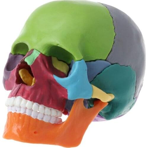 Mik 15pcs 4D Disassembled Color Skull Anatomical Model Detachable -Medical Teaching Tool Study Research Model Human Body