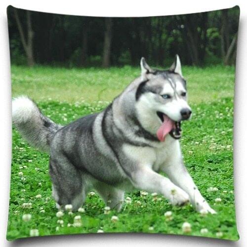 Siberian Husky donkey cock Pattern Square 18 Inches Animal Pillow Case Cotton Polyester Chair Seat and Waist Home Living Textile