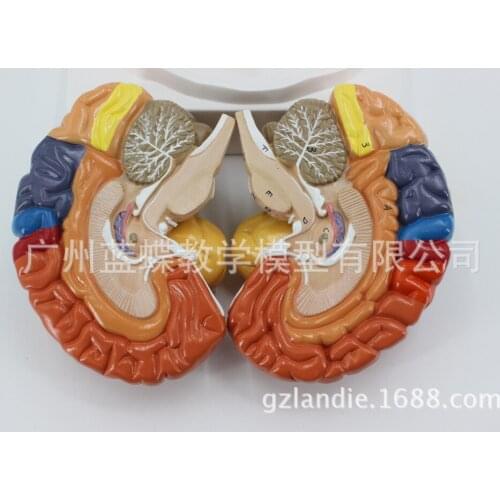 Colored 1:1 Life Size Human Brain Anatomical Model 2 Component Brain Function Subregional Medical Model