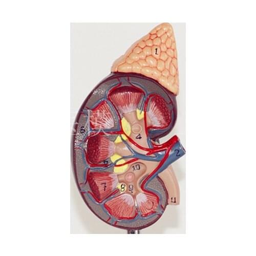Kidney model with adrenal gland naturally large kidney urinary system structure model