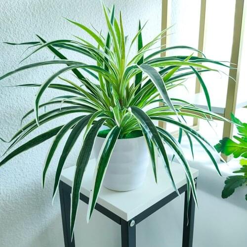 Artificial Plastic plants Chlorophytum Branch home decorative fake plants Indoor potted table decoration NO Pot