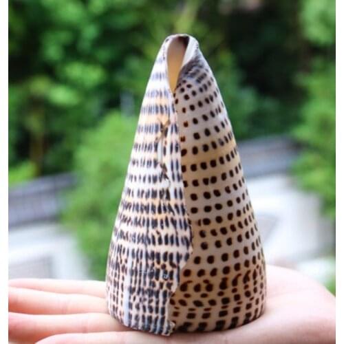 Natural shell conch 10-12 cm home decoration