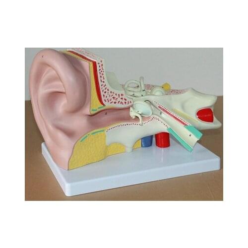 Ear anatomy of the inner ear labyrinth ENT model of the human auditory system model 21*32*13cm