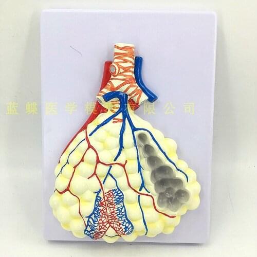 Medium sized alveolar model with hanging plate Anatomical model of human lung Relief model of human respiratory system
