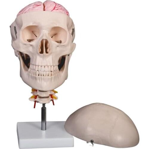 Medical Teaching Skeleton Series Skull with 8 parts Brain and Cervical Spine for Medical School
