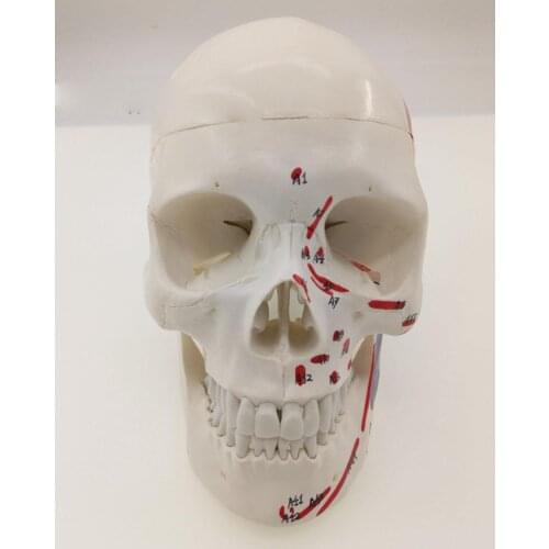 Human Muscular Color Skull Model 3 Parts Digital Indication Medical Learn Aid Anatomy Life Size Teaching Resources