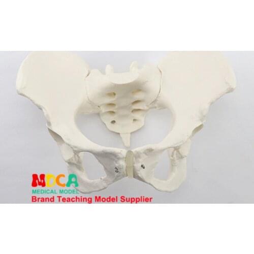 1:1 female pelvis model iliac symphysis pubis demonstration model pelvic medicine teaching MGP008