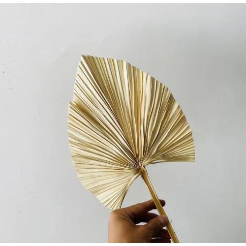 5PCS/lot,Dried Natural Palm leaves,DIY real display Palm Fan Leaf For Art Wall Hanging Wedding Party arrange flowers Decoration