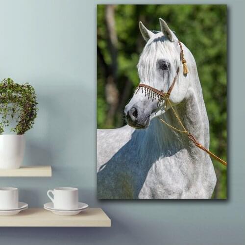 Large size Printing Portrait of a white horse beautful wall art canvas print pictures for living room and bedroom No Frame