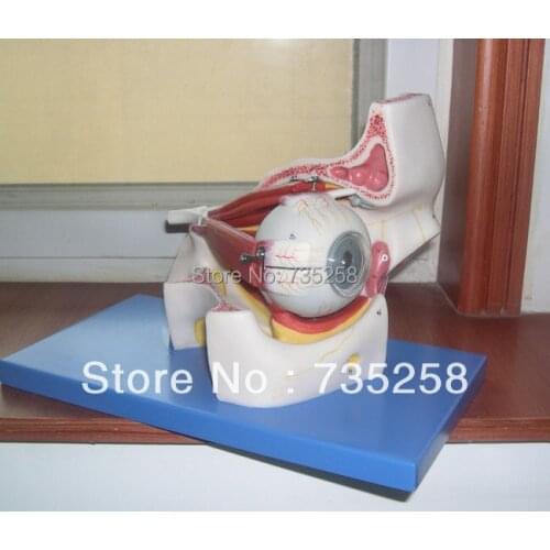 Eyeball with Part of Orbit,Eye Anatomical Model