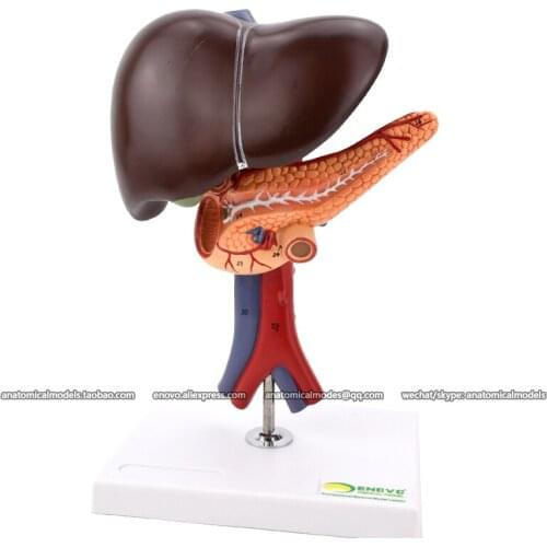 13019/CMAM Hepatopancreas, duodenum Model, Medical Anatomical Model for study