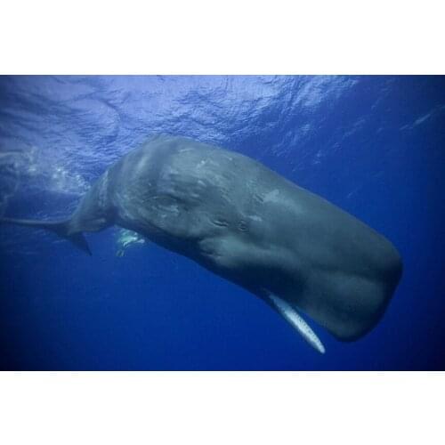 Bowhead Whales Giant Marine Animal (12) Wall Posters Prints Silk Art Painting For Home Wall Bedroom Decor