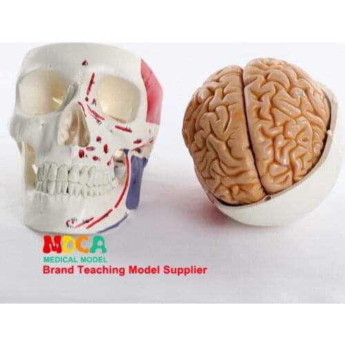 Head and head of medical human muscles 1:1 brain model anatomy MTG011