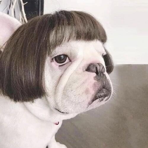 2021 Fashion Pet Wigs Cat Dog Cospaly Props Wigs Tiara Hairpiece Makeover Clothing Party Decoration Accessories Pet Supplies