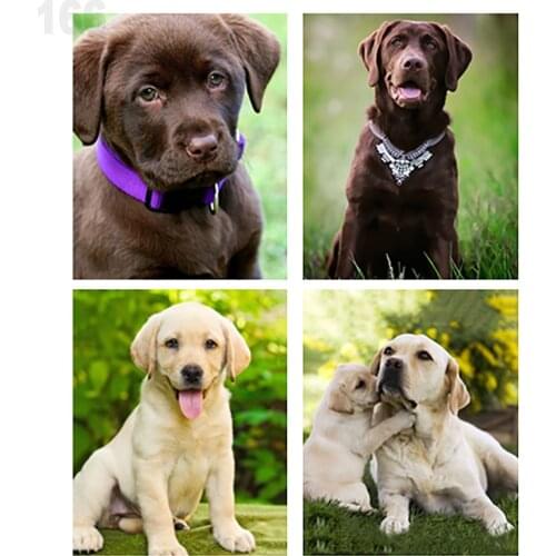 Complete Square/round 5d Diy Diamond Painting Labrador Diamond Embroidery Cross Stitch Kit Rhinestone Mosaic Home Decor