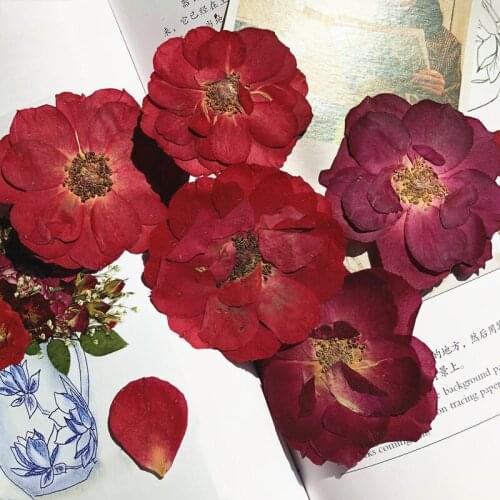 30pcs Pressed Dried 5-7cm Big Rose Flower Plants Herbarium For Jewelry Bookmark Scrapbook Phone Case Lampshade Postcard DIY