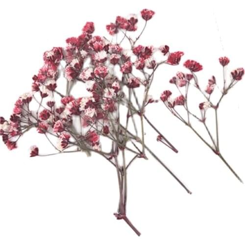 2020 Babys breath Pressed Flower Arrangements For Wall Painting Ornaments Wholesale free shipment 80 Pcs