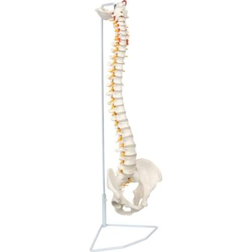 85cm Human Spine Model with Femur Vertebral Lumbar Curve Anatomical Model Anatomy Spine Medical Teaching Tool