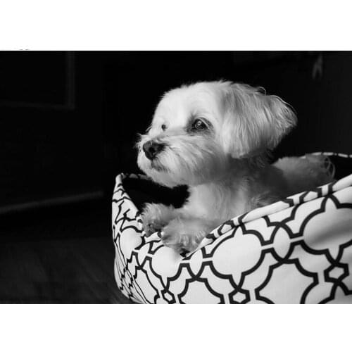 Diamond painting 5d Dog diy diamond embroidery mosaic cross stitch Maltese full square drill rhinestones painting beads L615