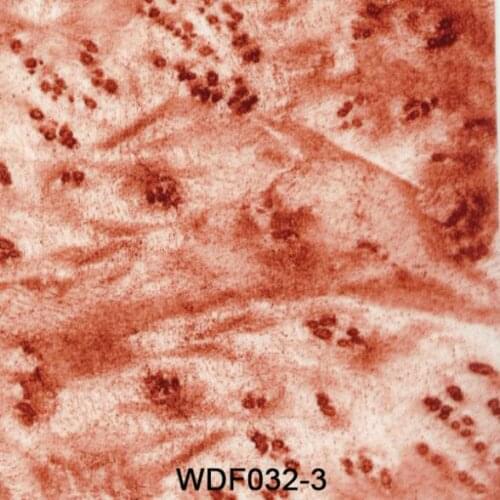 WW051 Decorative Material 1x50m wood grain water transfer printing film hydrographics printing film