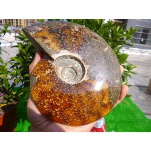 1400g(3.1 lb) Jade Chrysanthemum Ammonite Shell Fossil Madagascar