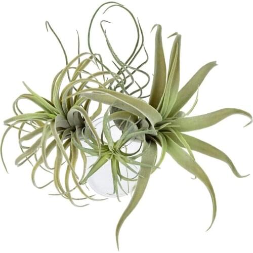 Hot 4Pack Artificial Pineapple Grass Air Plants Fake Flowers Faux Flocking Tillandsia Bromeliads Home Garden Decor