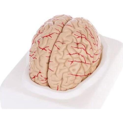 The Human Body Brain Model Disassembled Anatomical Human Brain Model Anatomy Teaching Tool