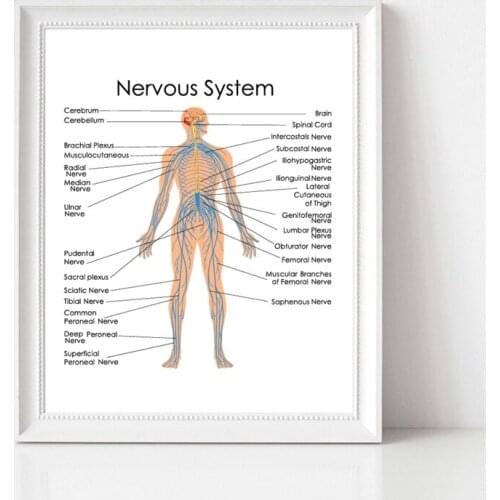 Human Anatomy Nervous System Diagram Prints Office Wall Art Poster Decor Biology Medical Education Chart Art Canvas Painting