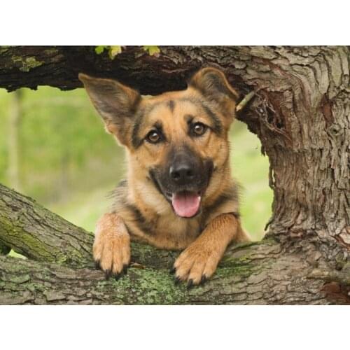 100% Full DIY 5D Diamond Painting Pet Dog,German Shepherd Cross Stitch Diamond Embroidery Patterns Rhinestones Diamond Mosaic