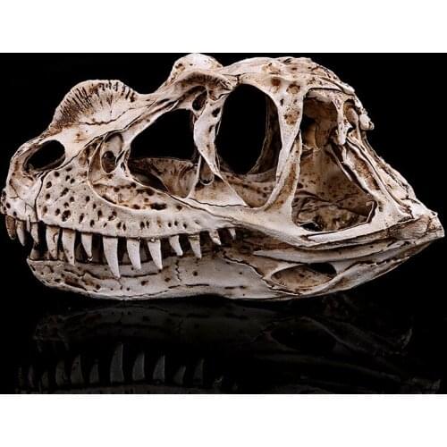 Resin Ceratosaurus Model Dinosaur Skull Zoo Specimen Display Teaching Sample