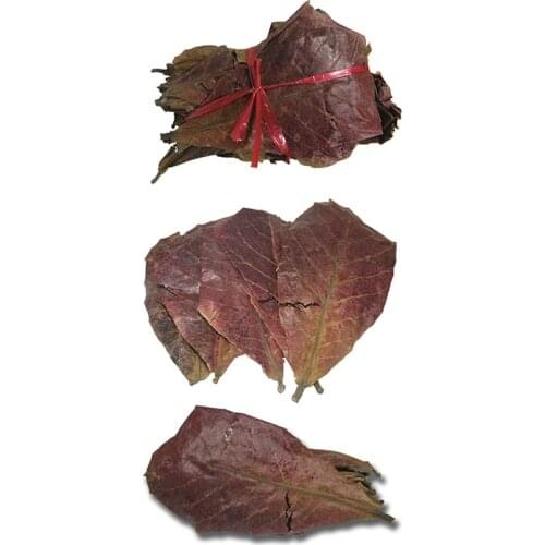 20PCS/58g Natural Terminalia Catappa Leaves Aquarium Decoration Fish Tank Cleaning Tools Water Treatment Aquarium Accessories