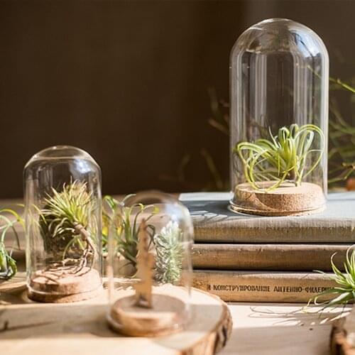 Glass Dome Cover Terrarium Bottle With Wooden Base Dust Cover Glass Jar Display Stand Cover Display Box Immortal Flower Box