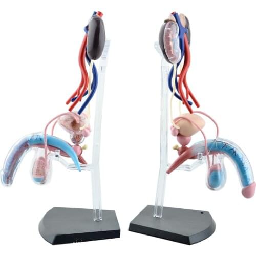 Male reproductive system 4d human body organ anatomical model medical teaching model
