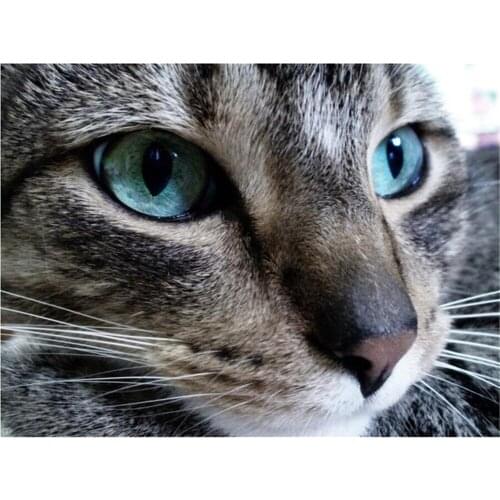 Cat Animal DIY Embroidery Cross Stitch 11CT Kits Needlework Craft Set Cotton Thread Printed Canvas Home Decoration Wholesale